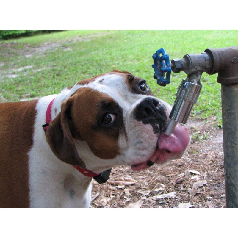 Lixit Pet Dog Waterer Faucet Outdoor Water Fountain Thirst Quencher