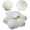 SEAJIAYI Scallop Shells for Serving Food,Baking Shells Large Natural White