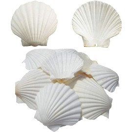 SEAJIAYI Scallop Shells for Serving Food,Baking Shells Large Natural White Scallops from Sea Beach for DIY Craft Decor 4-5 Inches