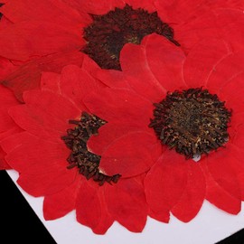 6pcs Dried Sunflower Natural Dried Flowers Pressed Flowers for DIY Art Crafts Decoration - Red