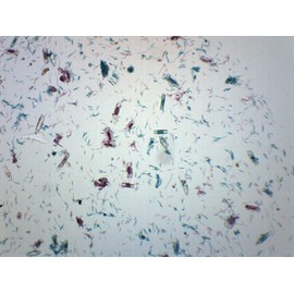EISCO Mixed Diatoms, Wholemount - Prepared Microscope Slide 75 x 25mm Biology & Microscopy- Eisco Labs