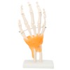 Human Hand Model Hand Joint Display Model for Patient Training