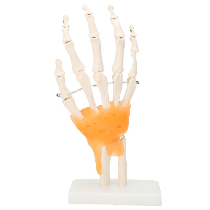 Human Hand Model Hand Joint Display Model for Patient Training