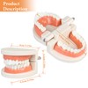 Diyiming 2Pcs Standard Teeth Model Dental Care Model, Child Brushing