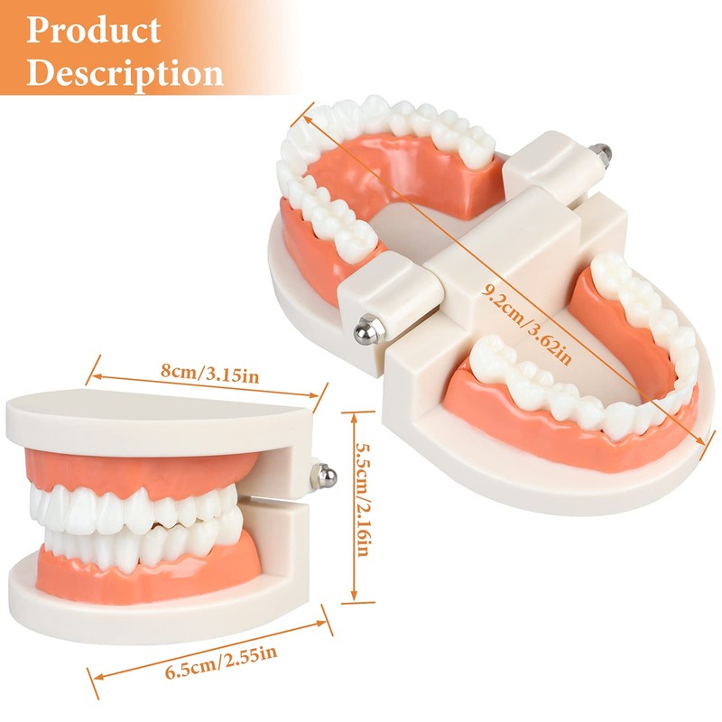Diyiming 2Pcs Standard Teeth Model Dental Care Model, Child Brushing