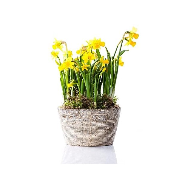 Spring Bulbs - Daffodil 'Tete A Tete' - 18 x Premium Bulb Pack - Garden Ready + Ready to Plant