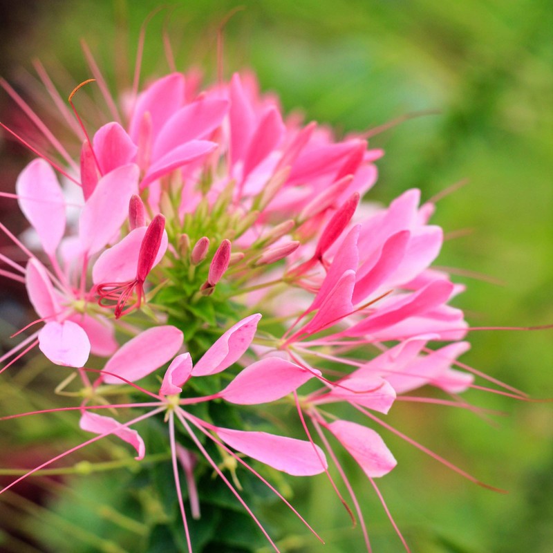 Outsidepride 2000 Seeds Annual Pink Cleome Spider Flower Seeds for