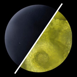 / skin regimen/LX Vitamin C Serum, 30 ml