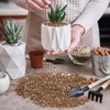 Doter Succulent & Cactus Soil Potting Mix 1qt, Chunky Dirt