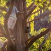 Relaxdays Nesting Box for Great Tit & Garden Redstart with