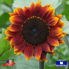 Maxboba Sunflower Seeds Mammoth Grey Stripe Non-GMO - 100 Seeds