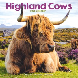 Highland Cows Calendar 2026 | 12 Month Wall Calendar | Avonside Publishing | Plastic Free Packaging