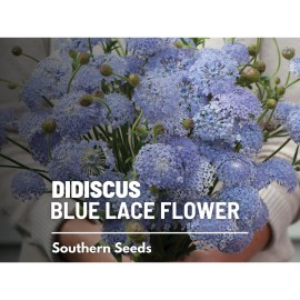 Southern Seeds Didiscus, Blue Lace Flower (Didiscus caeruleus) - 50 Seeds - Heirloom