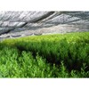 Japanese Gyokuro Green Tea - Yame Classic 100g (3.5oz)