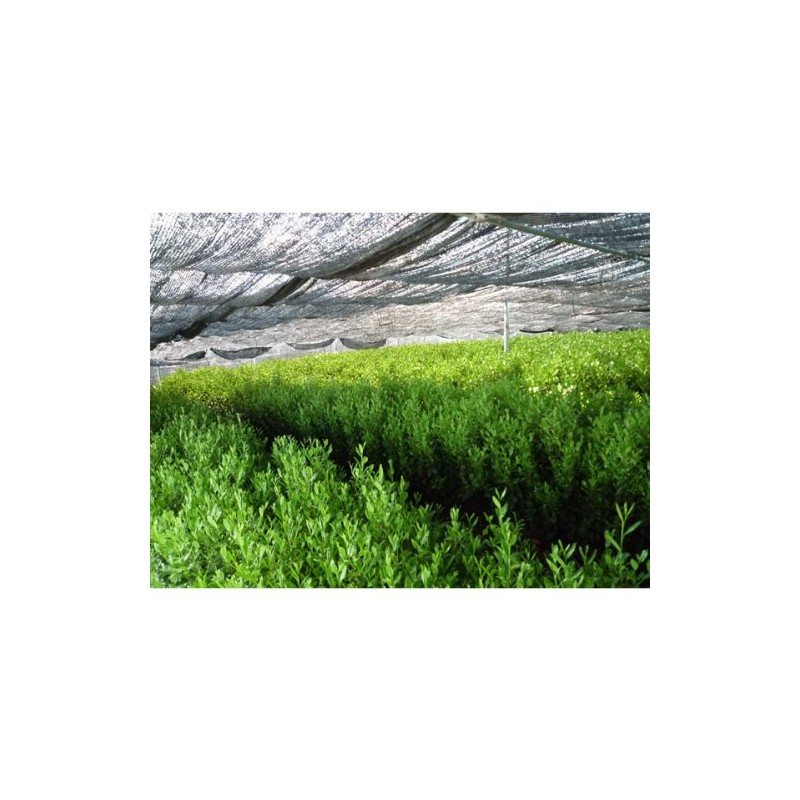 Japanese Gyokuro Green Tea - Yame Classic 100g (3.5oz)