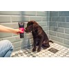 Animology Puppy Love Mild Dog Shampoo, 250 ml (Pack of