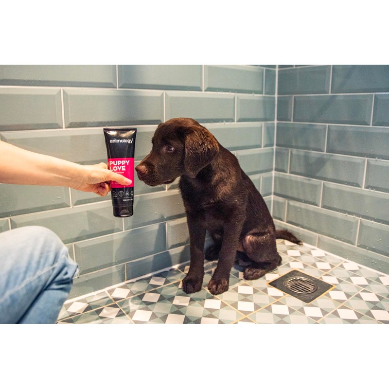 Animology Puppy Love Mild Dog Shampoo, 250 ml (Pack of