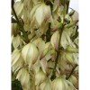Yucca 2 Yucca Large Plants Are 15-20 Inches Plus Tall