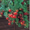 Tomato Tumbling Tom Red - Hybrid Great Garden Vegetable 10 Seeds