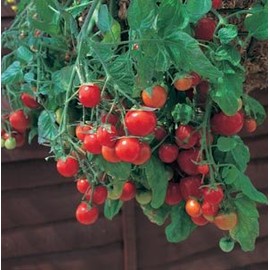 Tomato Tumbling Tom Red - Hybrid Great Garden Vegetable 10 Seeds