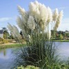 Outsidepride White Ornamental Pampas Grass Plant Seeds - 1000 Seeds