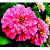 Mixed Zinnia Flower Seeds Garden Decor 5 Grams Over 800