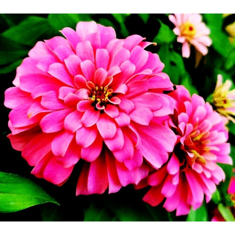 Mixed Zinnia Flower Seeds Garden Decor 5 Grams Over 800