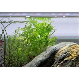 Water Wisteria/Hygrophila Difformis - Type: 3 Bunches + 1 Free
