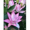 Danny Pleasant Gardens ANOUSKA ROSE LILY FLOWER BULBS HARDY 2