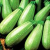 Park Seed Magda Hybrid Squash Seeds – Mediterranean Summer Variety with Nutty Flavor, Creamy Green Skin, Compact and Productive Plant, Ideal for Grilling and Meatless Meals, Pack of 15