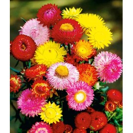 KIRA SEEDS - Seeds Strawflower Giant Mix - Helihrizum - Annual Flowers for Planting - GMO Free