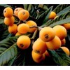 Loquat Tree 1 Loquat Tree 15” Sweet Tropical Fruit Tree