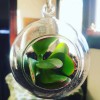 WGVI Clear Glass Terrarium Globe for Succulents Air Plants Candle