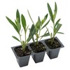 CitronellaKing 3 Pink Oleander Shrubs | Live Plants in 2.5-inch