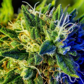 CafePress Glistening Trichomes Tote Bag Reusable Natural Beige Canvas Shopping Bag