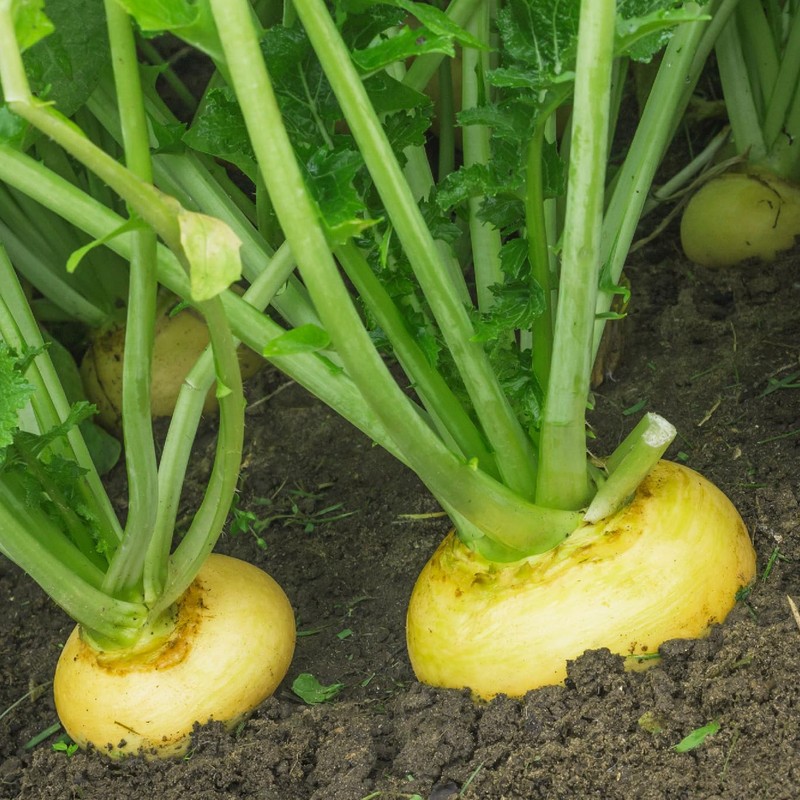 Organic Turnip Seeds (Golden Globe) - Approx 500 Seeds -