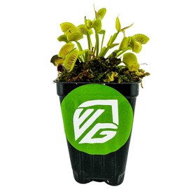 King Henry Venus Fly Trap Live Plant - Dionaea muscipula by Wellspring Gardens - Carnivorous Plant - Indoor Plant - Unique Garden Plant - Starter Plant Aquatic Plant