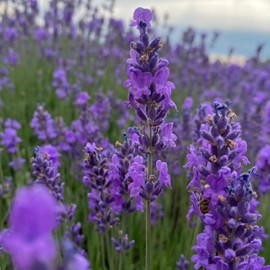 NYGardenia 1000 Lavender Seeds – Non-GMO Heirloom Flower Seeds for Planting, Fragrant Blooms for Outdoor Gardens & Borders