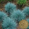 5000 Blue Fescue Fesnea Glauca Ornamental Grass Seeds
