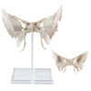 Benilev Human Sphenoid Anatomical Model, Life Size, Presenting Complete Cracks,