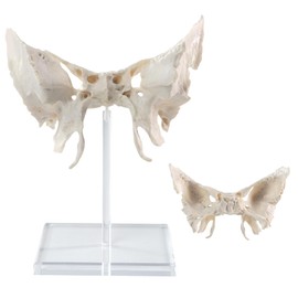 Benilev Human Sphenoid Anatomical Model, Life Size, Presenting Complete Cracks, Pores, and Bony Protrusions, Suitable for Medical Teaching, Training, and Anatomical Research