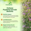 Outsidepride Purpletop Verbena Seeds for Planting - 5000 Pcs. Annual,