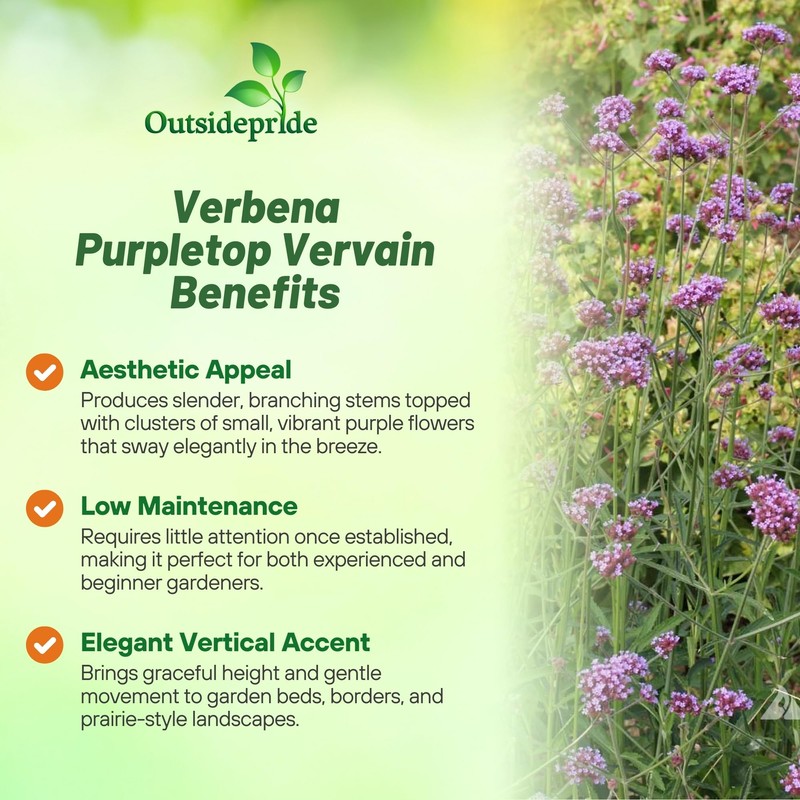 Outsidepride Purpletop Verbena Seeds for Planting - 5000 Pcs. Annual,