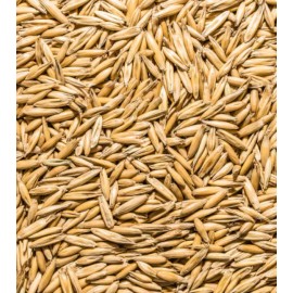 USA Grown Whole Grain Oats Seeds Chicken Cat Grass Backyard Seed Feed Greens Bird Food USA - 3 Pounds