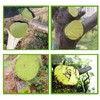 Tree Wound Sealer, Tree Pruning Sealer, Tree Grafting Supplies, Tree