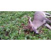 Feeders Outdoors 3 LBS DEER GREENS PURPLE TOP TURNIP DAIKON