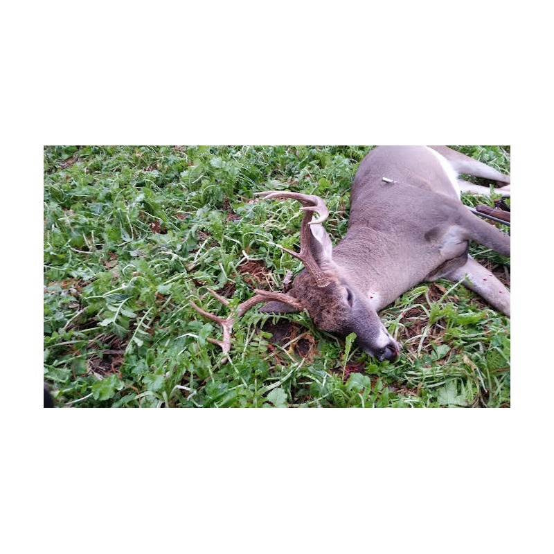 Feeders Outdoors 3 LBS DEER GREENS PURPLE TOP TURNIP DAIKON