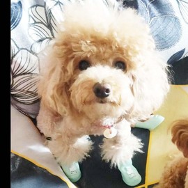 4Pcs Waterproof Dog Boots Dog Shoes for Snow and Rain Middle and Small Dogs (Blue Alpaca, L)