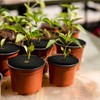 Ktnyl Pack of 20 tree mulch rings, reversible rubber tree