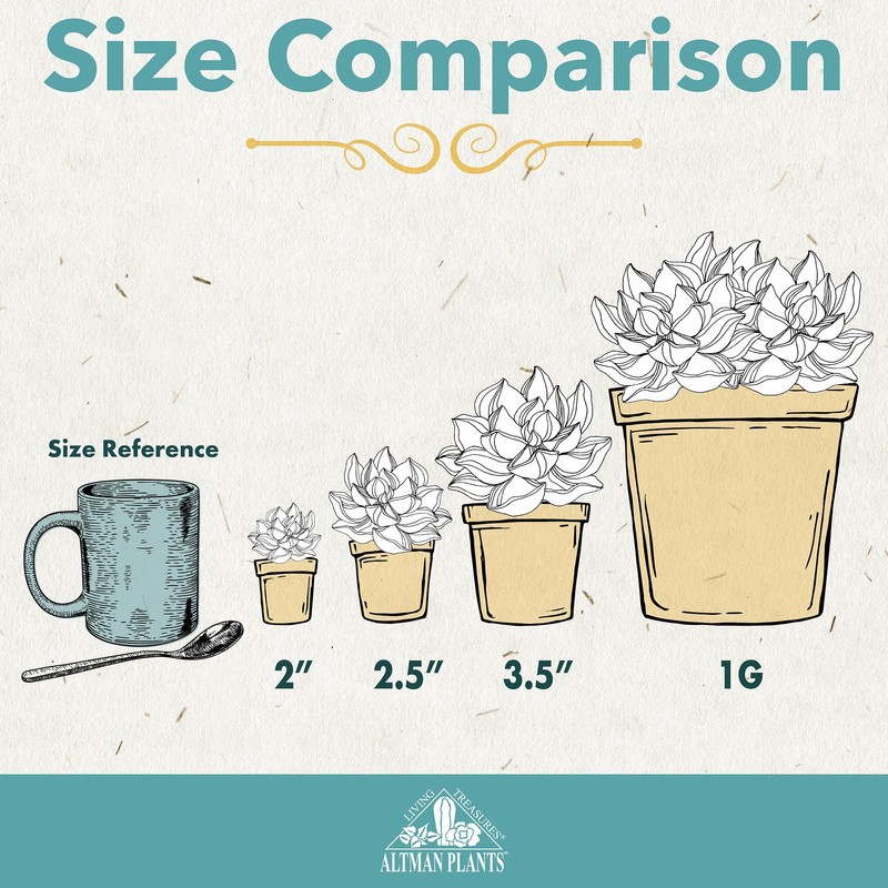 Altman Plants Desert Fire Live Succulents 4-Pack, Mini Plants Succulent